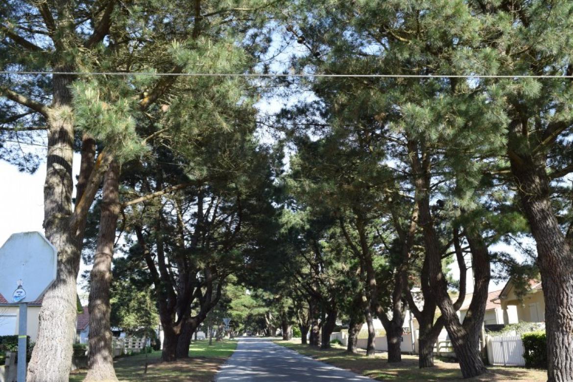 Abattage des arbres