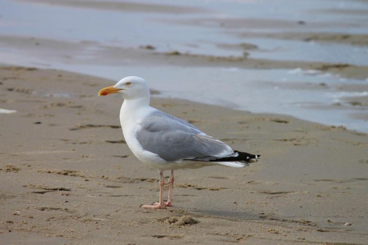 Influenza aviaire