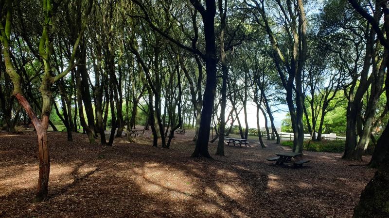 Bois Roy : abattage de pins et fermeture temporaire